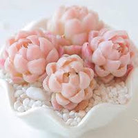 Rosa Egg Blumensamen Blumensamen zur Aussaat Garten beliebt Traditionssorte & ohne Gentechnik Samen Hausgarten