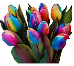 Rainbow Tulpe Blumensamen zur Aussaat Traditionssorte ohne Gentechnik EasytoGrow biologisch Garten Samen Frühling