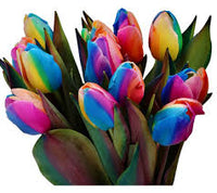 Rainbow Tulpe Blumensamen zur Aussaat Traditionssorte ohne Gentechnik EasytoGrow biologisch Garten Samen Frühling