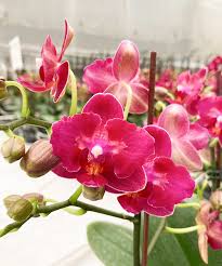 Rot Orchidee Blumensamen zur Aussaat saisonal Dauerblüher Traditionssorte & ohne Gentechnik Samen Hausgarten