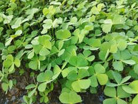 Army Grün Four Leaf Clover zur Aussaat lang Blüte Saison Traditionssorte & ohne Gentechnik Samen Hausgarten