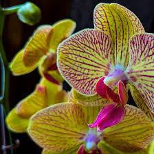 Grün Braun Schmetterlingsorchidee Orchidee Blumensamen zur Aussaat robust Sorte Traditionssorte & ohne Gentechnik Samen Hausgarten