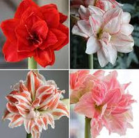 Gemischt Ritterstern Barbados Blumensamen zur Aussaat kompakt Wuchs Traditionssorte & ohne Gentechnik Samen Hausgarten