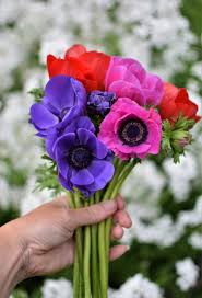 Gemischt Anemone Blumensamen zur Aussaat kompakt Wuchs Traditionssorte & ohne Gentechnik Samen Hausgarten