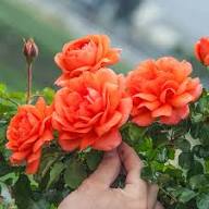 Orange Weiß Rose Blumensamen zur Aussaat lang Blüte Saison Traditionssorte & ohne Gentechnik Samen Hausgarten