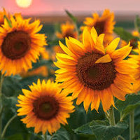 Sonnenblume Gelb Orange Blumensamen zur Aussaat – Wildblume Mischung – Traditionssorte & ohne Gentechnik Samen Hausgarten