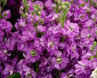 Violett Levkoje Incana Blumensamen zur Aussaat kompakt Wuchs Traditionssorte & ohne Gentechnik Samen Hausgarten