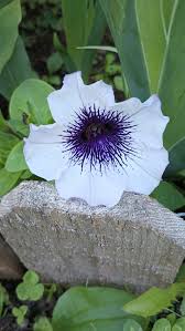 Weiß Violett Petunie Blumensamen zur Aussaat Traditionssorte ohne Gentechnik Anzucht Garten Blüten hochwertige Qualitäts-