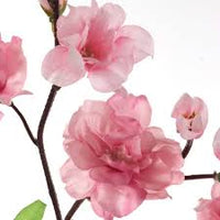 Dekorly Blumensamen zur Aussaat – duftend Blüten – Traditionssorte & ohne Gentechnik Samen Hausgarten