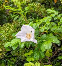 Weiß Rosa Xanthina Blumensamen zur Aussaat lang Blüte Saison Traditionssorte & ohne Gentechnik Samen Hausgarten
