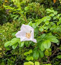 Weiß Rosa Xanthina Blumensamen zur Aussaat lang Blüte Saison Traditionssorte & ohne Gentechnik Samen Hausgarten