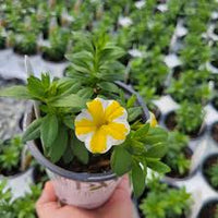 Weiß Gelb Calibrachoa Blumensamen zur Aussaat – Wildblume Mischung – Traditionssorte & ohne Gentechnik Samen Hausgarten