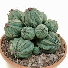 Grün Euphorbia Obesa Blumensamen zur Aussaat – ideal Rabatten – Traditionssorte & ohne Gentechnik Samen Hausgarten