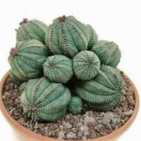 Grün Euphorbia Obesa Blumensamen zur Aussaat – ideal Rabatten – Traditionssorte & ohne Gentechnik Samen Hausgarten