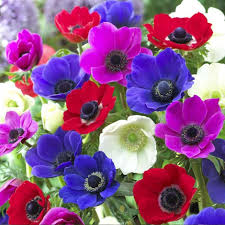 Gemischt Anemone Blumensamen zur Aussaat kompakt Wuchs Traditionssorte & ohne Gentechnik Samen Hausgarten