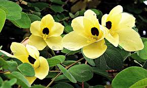Gelb Bauhinia Blumensamen – Schnitt Blume beliebt Traditionssorte & ohne Gentechnik Samen Hausgarten