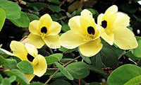 Gelb Bauhinia Blumensamen – Schnitt Blume beliebt Traditionssorte & ohne Gentechnik Samen Hausgarten