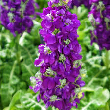 Violett Levkoje Incana Blumensamen zur Aussaat kompakt Wuchs Traditionssorte & ohne Gentechnik Samen Hausgarten
