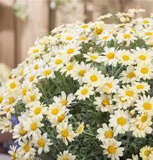 Gelb Weiß Argyranthemum Blumensamen zur Aussaat – Bestäuber freundlich – Traditionssorte & ohne Gentechnik Samen Hausgarten