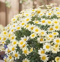 Gelb Weiß Argyranthemum Blumensamen zur Aussaat – Bestäuber freundlich – Traditionssorte & ohne Gentechnik Samen Hausgarten
