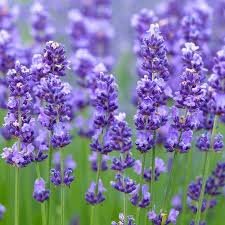 Gemischt Lavendel Blumensamen zur Aussaat farbenfroh Schau Traditionssorte & ohne Gentechnik Samen Hausgarten