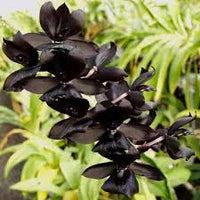 Schwarz Schmetterlingsorchidee Orchidee Samen ideal Rabatten Traditionssorte & ohne Gentechnik Samen Hausgarten