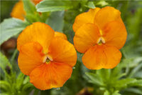 Orange Veilchen Sorbet Blumensamen zur Aussaat – duftend Blüten – Traditionssorte & ohne Gentechnik Samen Hausgarten