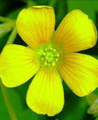 Gelb Sauerklee Versicolor Blumensamen zur Aussaat saisonal Dauerblüher Traditionssorte & ohne Gentechnik Samen Hausgarten