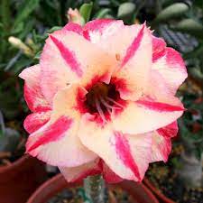 Desert Rose Samen Wüstenrose Obesum – Traditionssorte ohne Gentechnik Succulent Blumensamen zur Aussaat