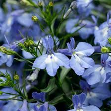 Himmelblau Eschscholtzia Blumensamen zur Aussaat – Traditionssorte ohne Gentechnik Keimung biologisch Garten Samen Schnitt Blume Gärten