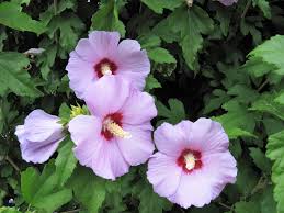 Sharon Hibiskus Blumensamen zur Aussaat leuchtend Blüten Traditionssorte & ohne Gentechnik Samen Hausgarten