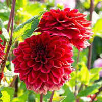 Two-color dark rot dahlia blume samen for vibrant garten anpflanzung