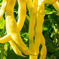 Venezia Bean Gemüsesamen for Your Garden