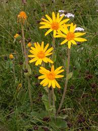 Arnica montana medicinal blume samen for anpflanzung