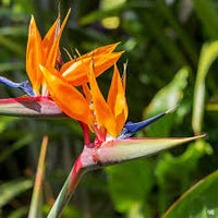 Orange & violet strelitzia samen - exotic blume anpflanzung