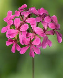 Rose Pelargonium Peltatum Samen zur Aussaat Wildblume Mischung Traditionssorte & ohne Gentechnik Samen Hausgarten