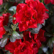 Premium rot azalea samen for anpflanzung blume