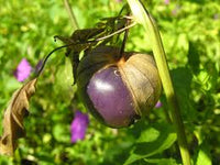 Lila Tomatillo Samen zum Pflanzen