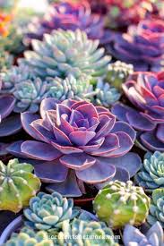 Grün Lila Succulent Blumensamen zur Aussaat Wildblume Mischung Traditionssorte & ohne Gentechnik Samen Hausgarten