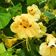 Gelb Kapuzinerkresse Blumensamen zur Aussaat Schnitt Blume beliebt Traditionssorte & ohne Gentechnik Samen Hausgarten