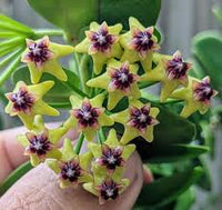 Grün Carnosa Blumensamen zur Aussaat pflegeleicht Traditionssorte & ohne Gentechnik Samen Hausgarten