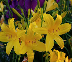Gelb Hemerocallis Blumensamen zur Aussaat Wildblume Mischung Traditionssorte & ohne Gentechnik Samen Hausgarten