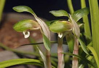 zart Grün Cymbidium Maxillaria Goeringii Samen zur Aussaat Bestäuber freundlich Traditionssorte & ohne Gentechnik Samen Hausgarten
