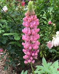 hell Rosa Lupine Blumensamen zur Aussaat duftend Blüten Traditionssorte & ohne Gentechnik Samen Hausgarten