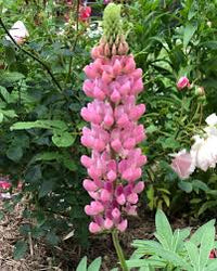 hell Rosa Lupine Blumensamen zur Aussaat duftend Blüten Traditionssorte & ohne Gentechnik Samen Hausgarten
