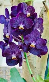 tief Blau Schmetterlingsorchidee Orchidee Samen Bestäuber freundlich Traditionssorte & ohne Gentechnik Samen Hausgarten