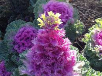Violett Brassica Oleracea Blumensamen – leuchtend Blüten Traditionssorte & ohne Gentechnik Samen Hausgarten