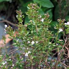 Thymian Samen fuer Kraeutergarten