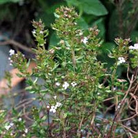 Thymian Samen fuer Kraeutergarten