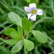 Weiß Waterhyssop Blumensamen zur Aussaat – sonnenliebend – Traditionssorte & ohne Gentechnik Samen Hausgarten